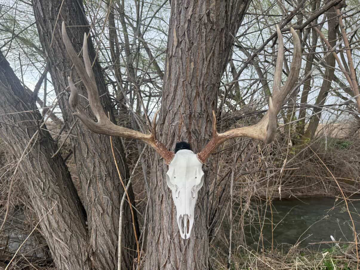 Mule Deer Skull Kit