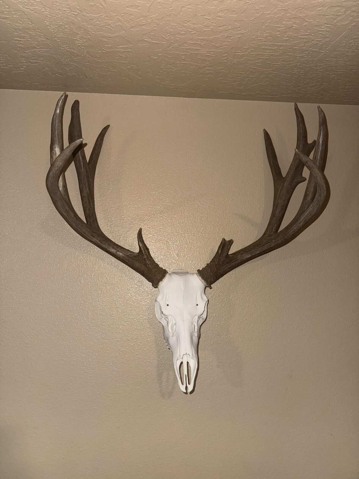 Mule Deer Skull Kit