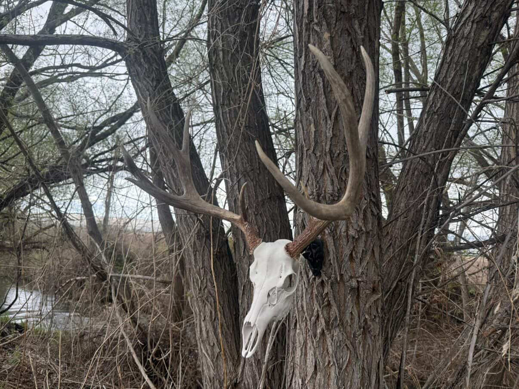 Mule Deer Skull Kit