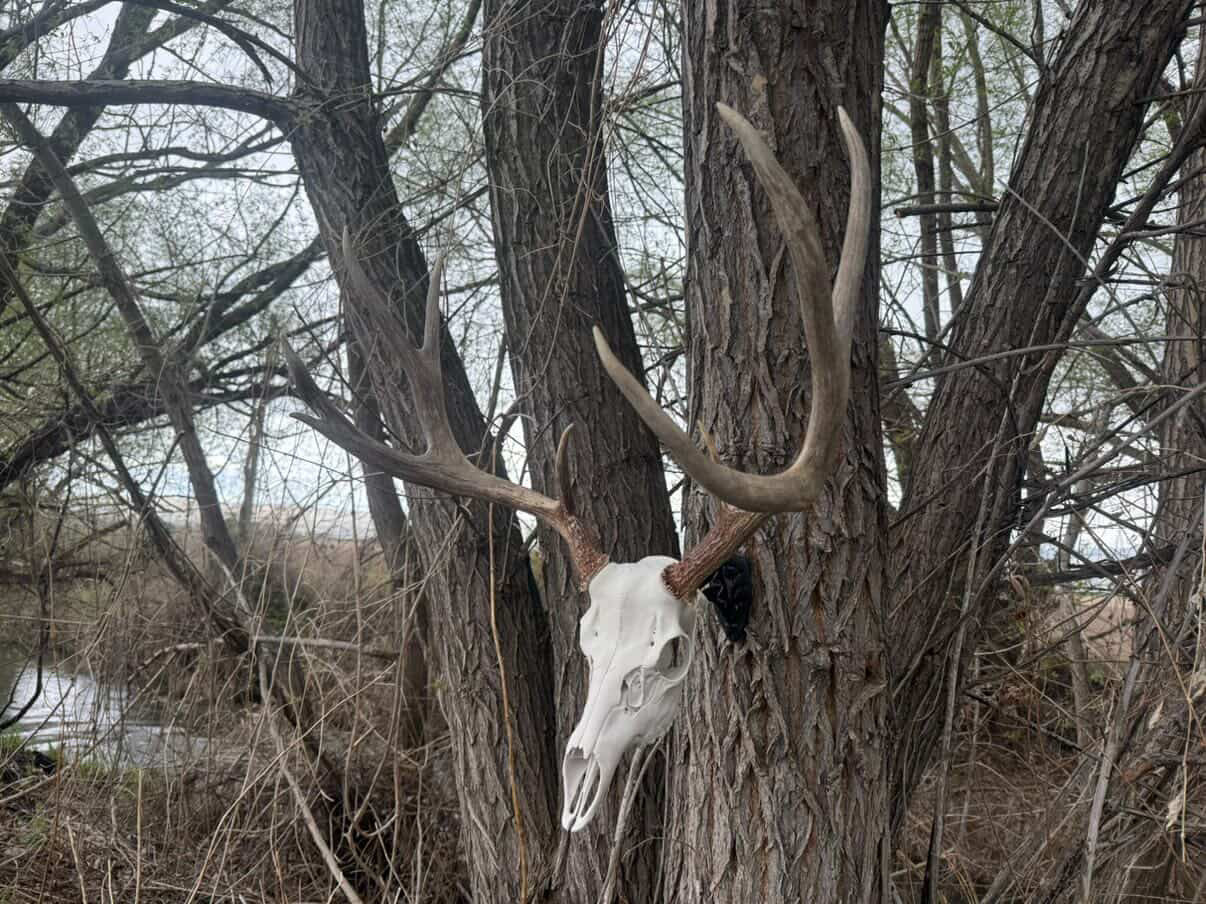 Mule Deer Skull Kit