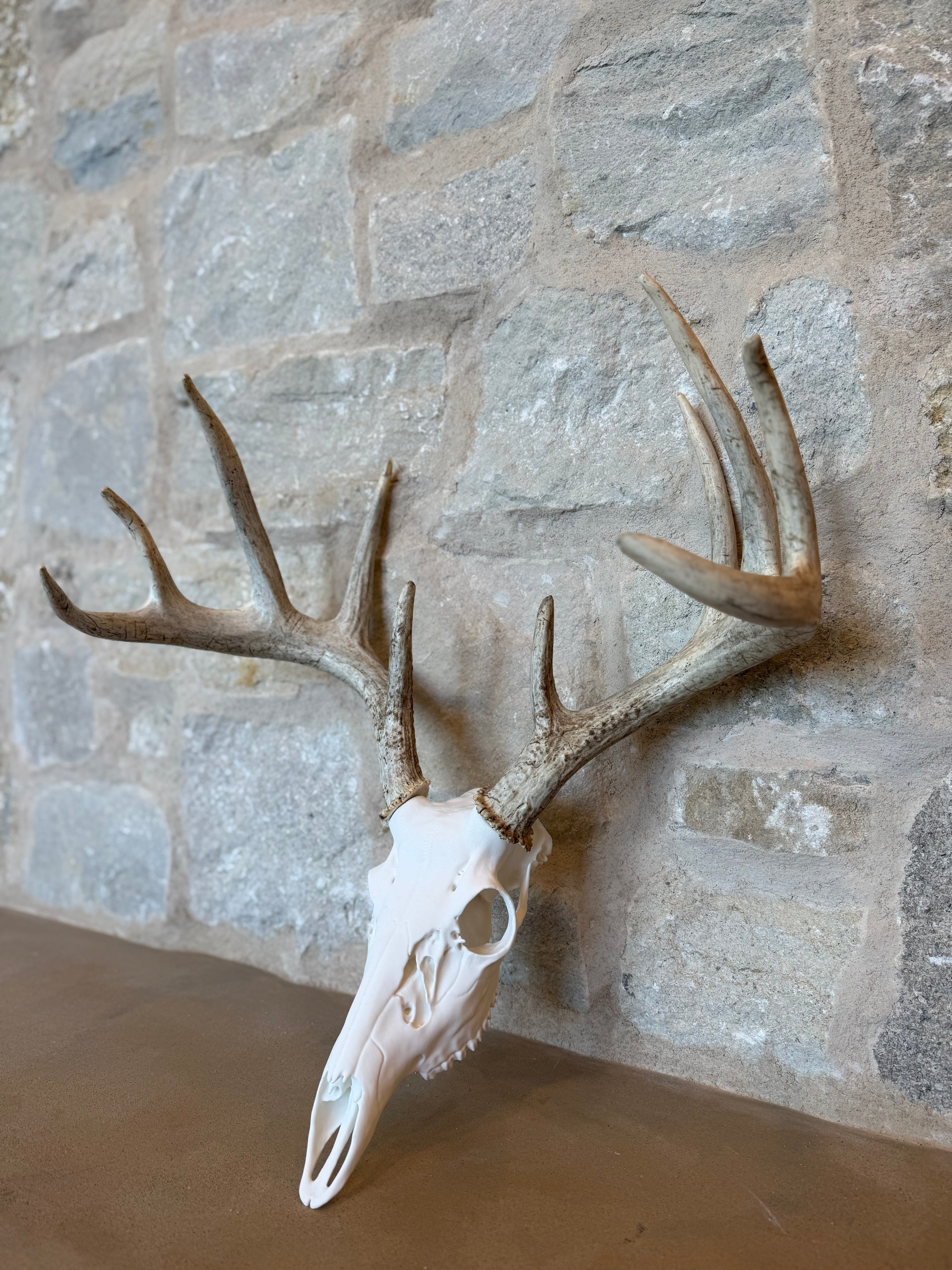 Whitetail Deer Skull Kit