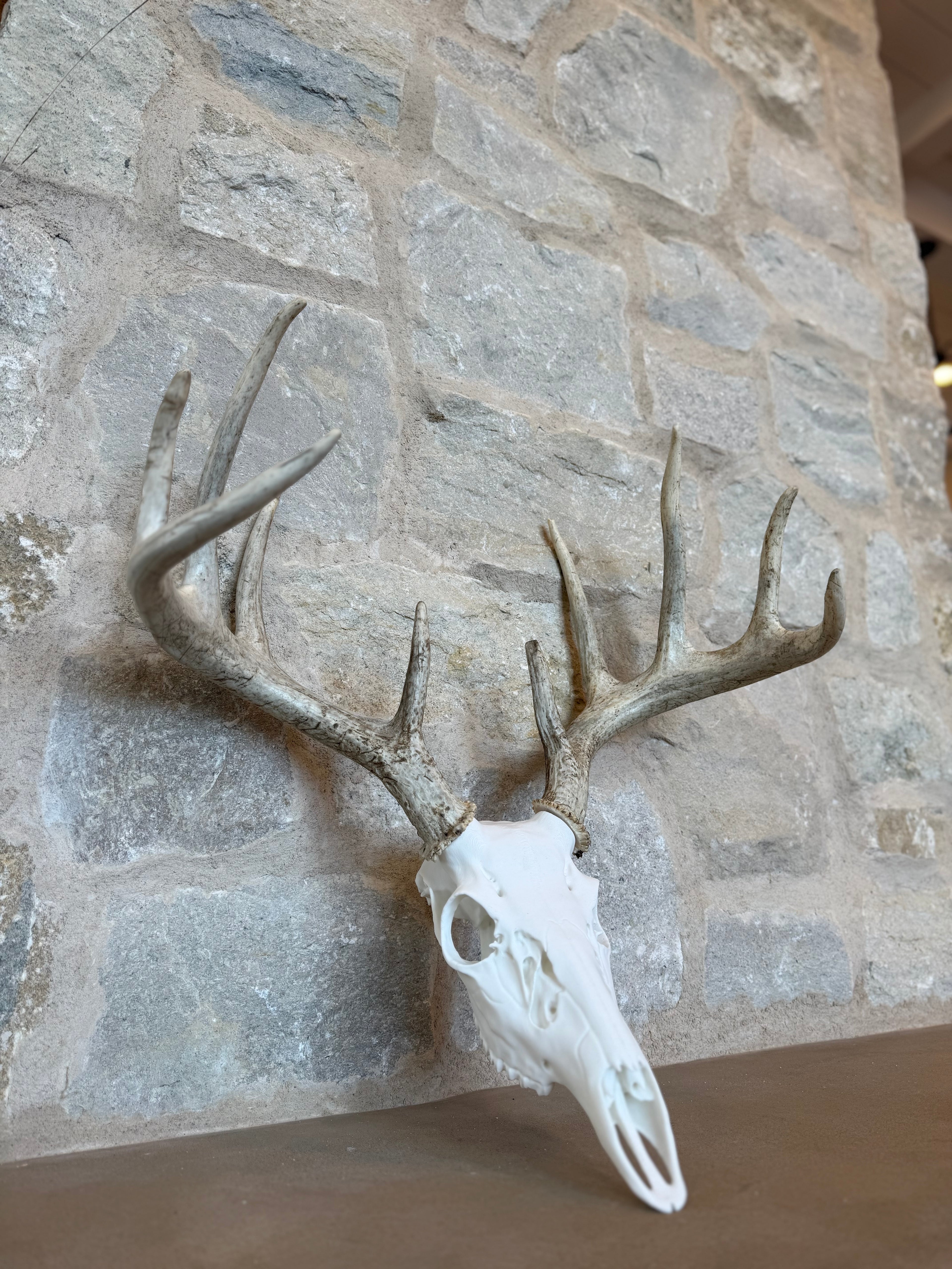 Whitetail Deer Skull Kit