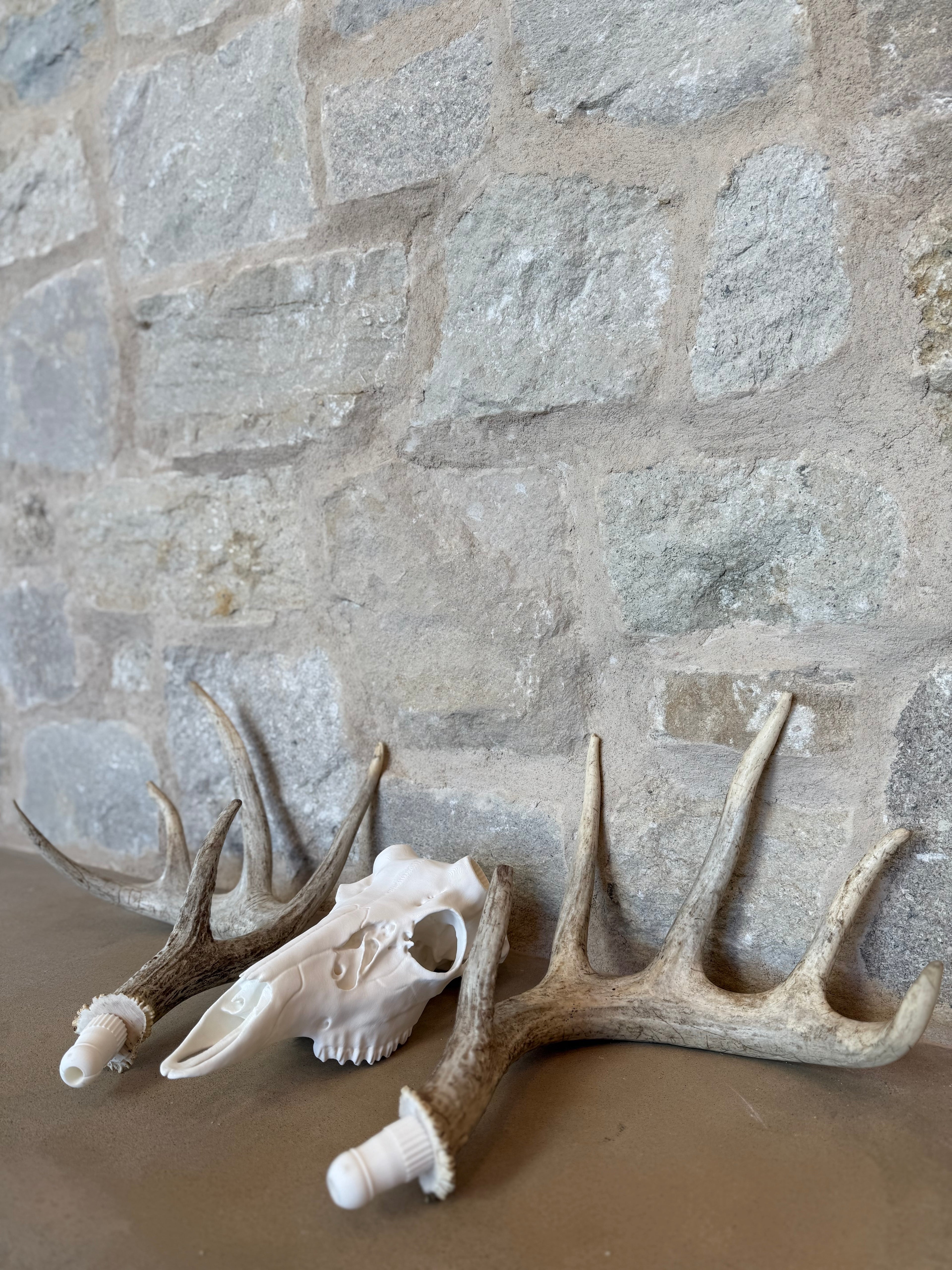 Whitetail Deer Skull Kit