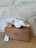 Whitetail Deer Skull Kit