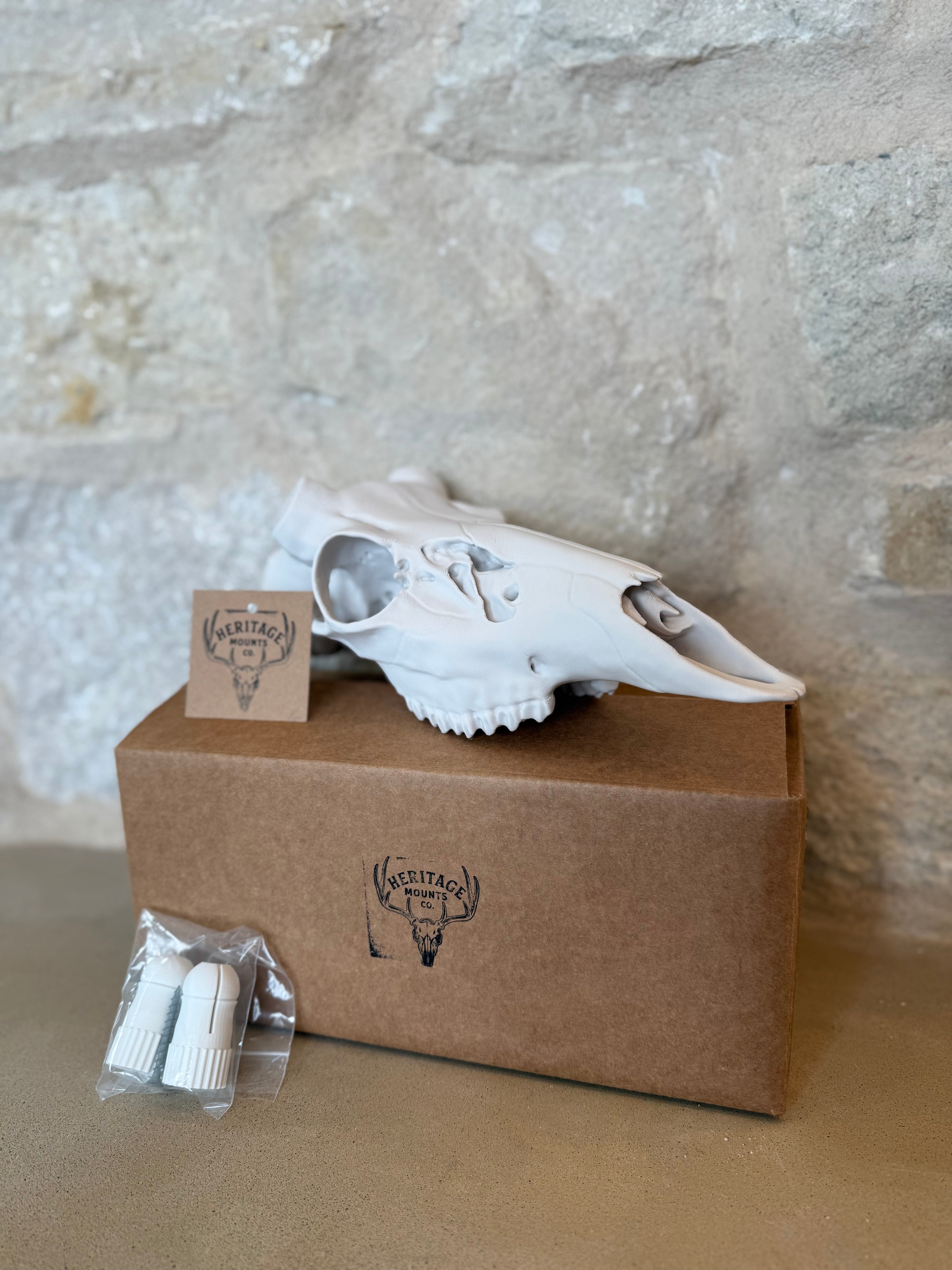 Whitetail Deer Skull Kit