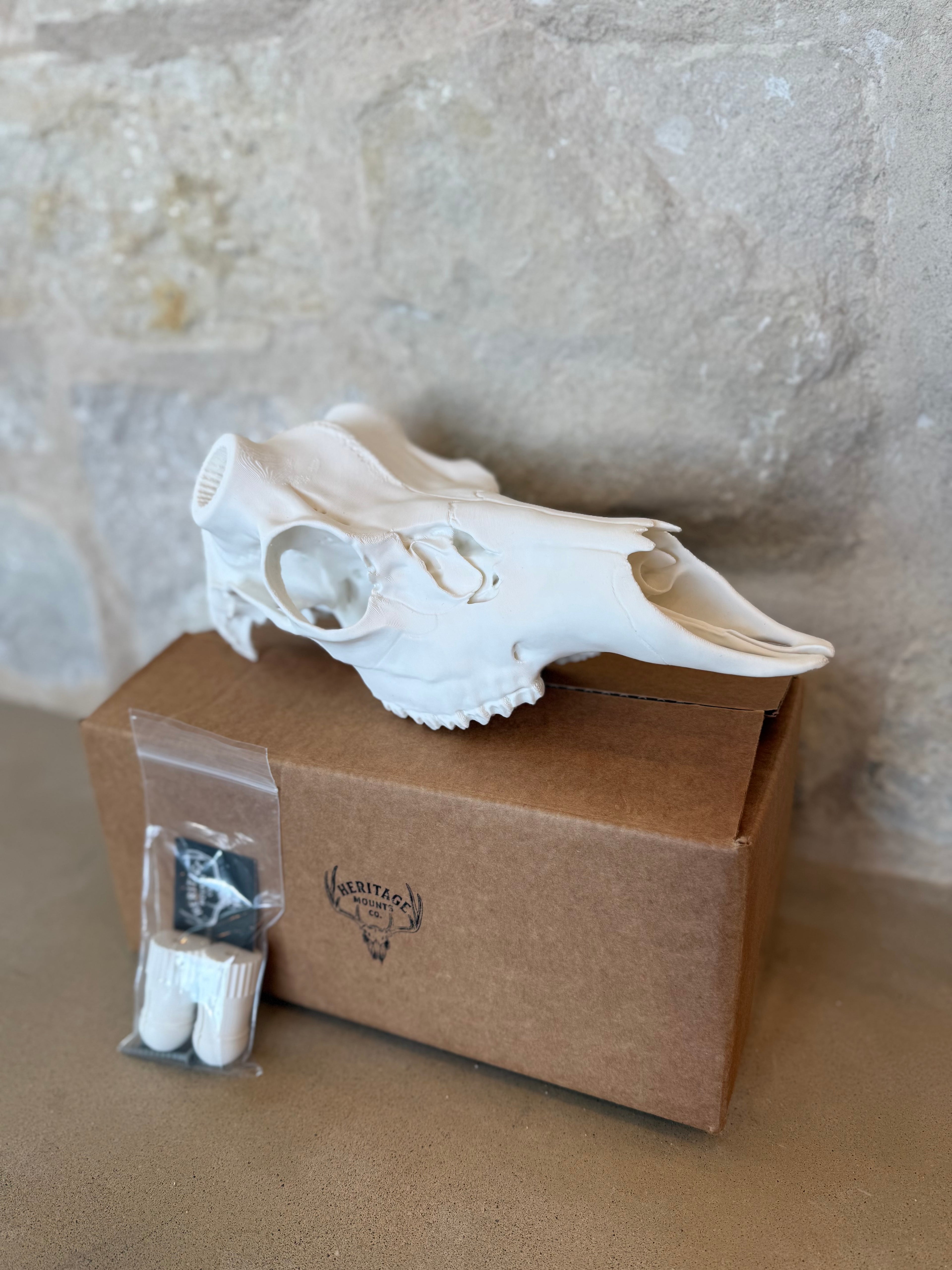 Mule Deer Skull Kit