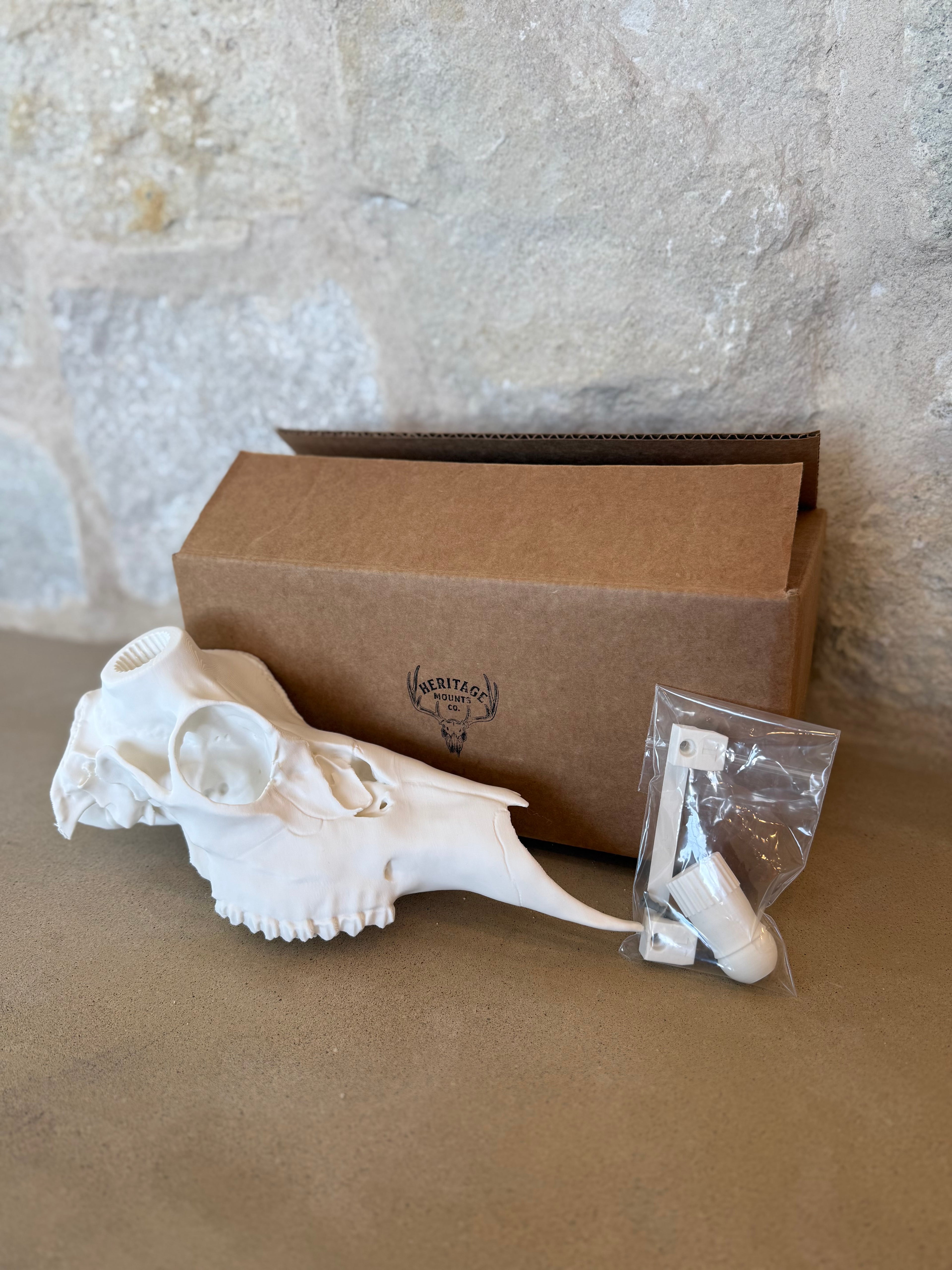 Mule Deer Half Skull Kit