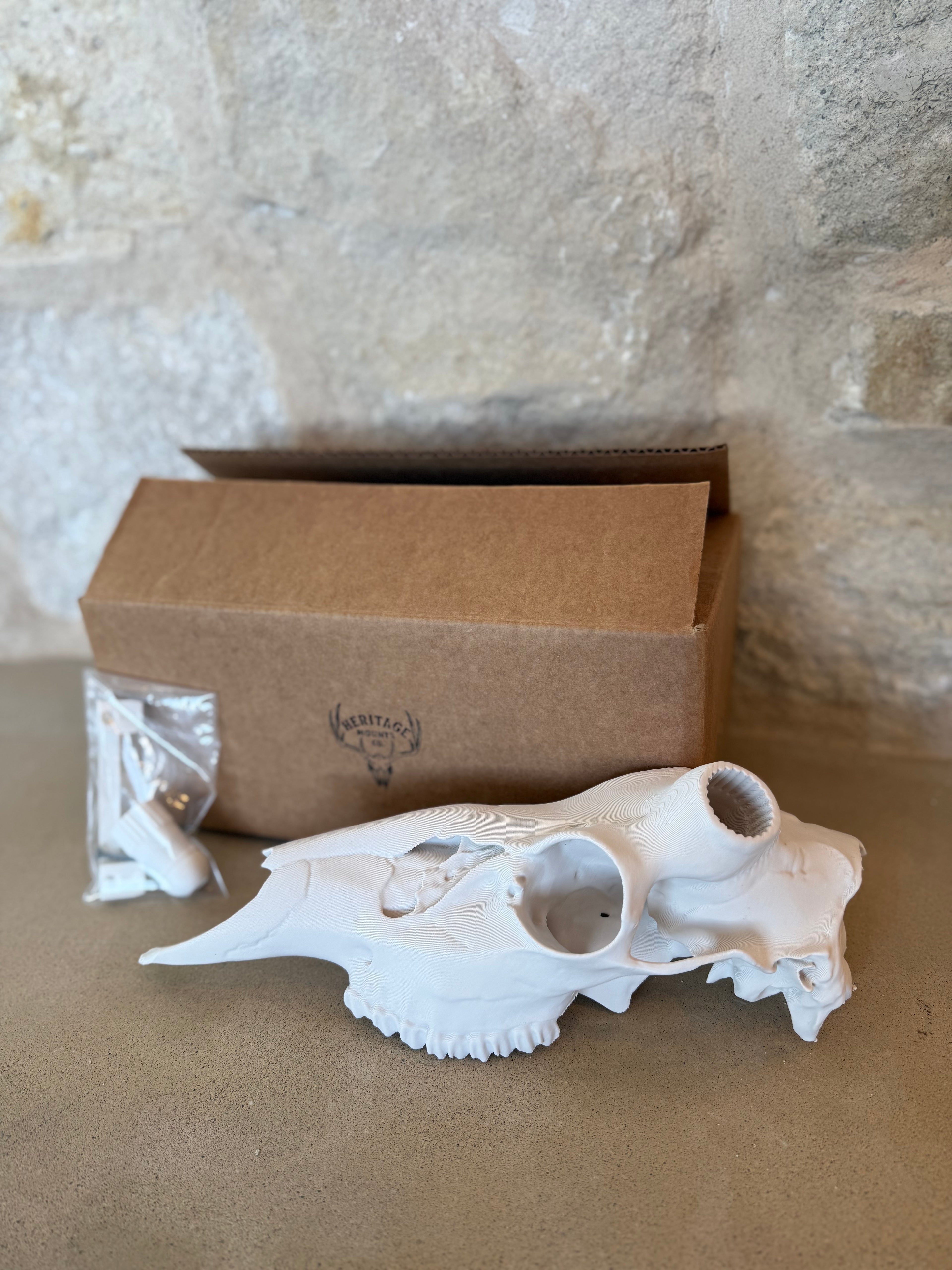 Whitetail Deer Half Skull Kit