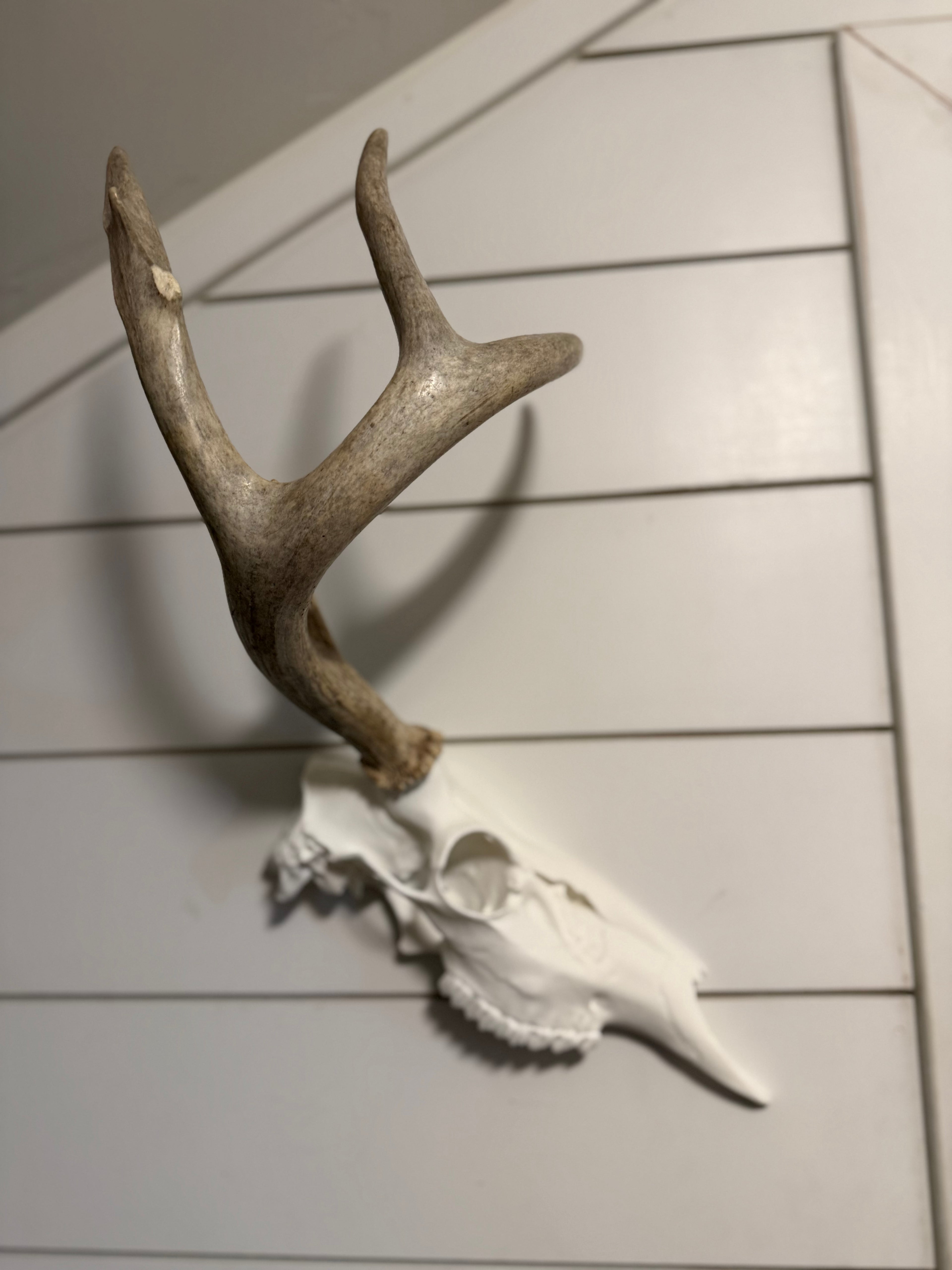 Whitetail Deer Half Skull Kit