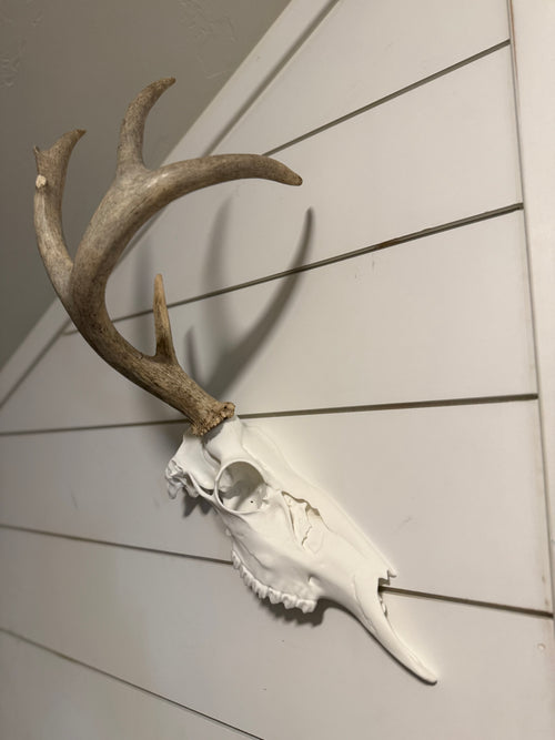 Whitetail Deer Half Skull Kit