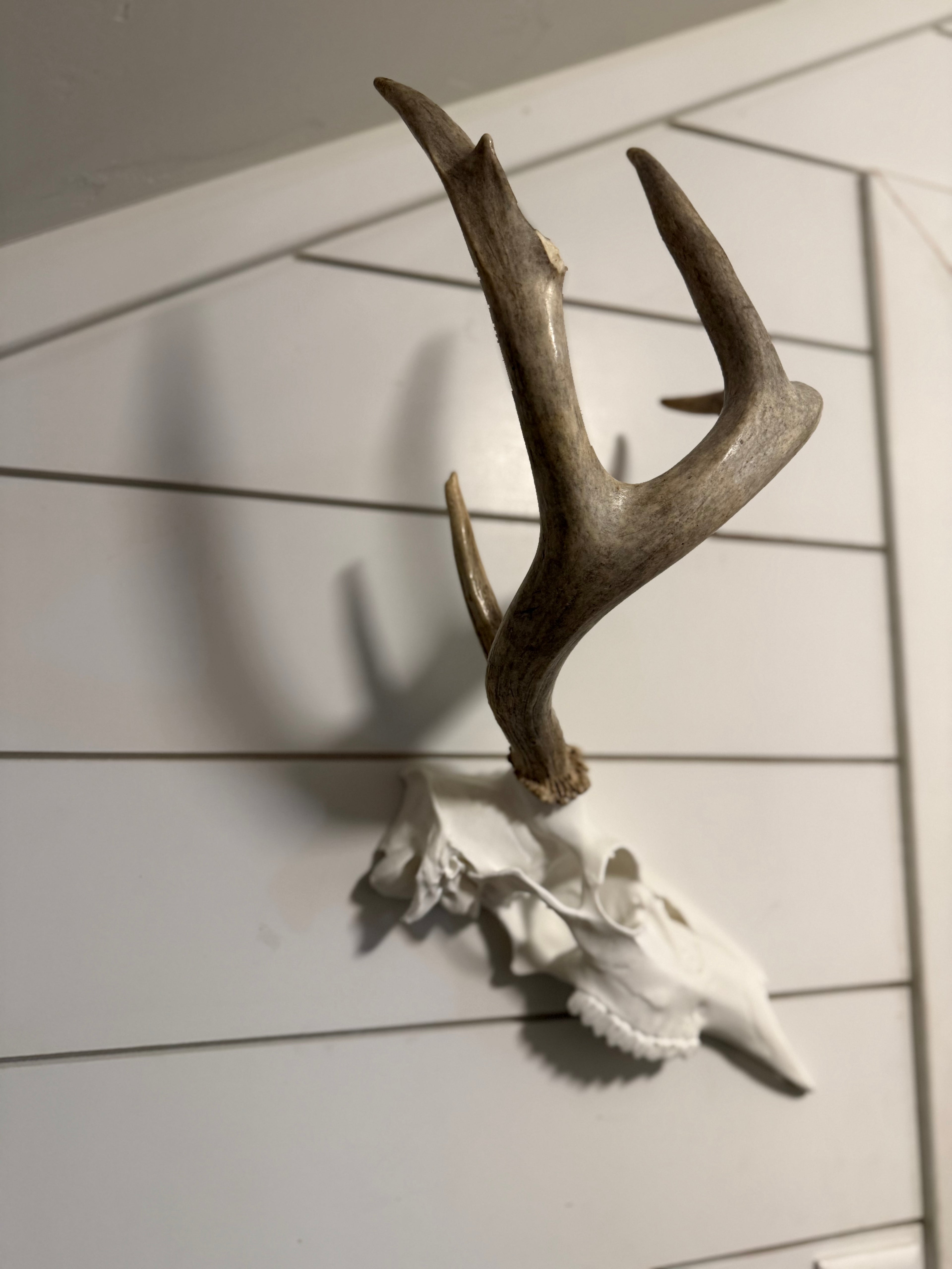 Whitetail Deer Half Skull Kit